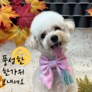 뽀송그루밍 이미지