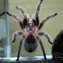 레드로즈 이미지