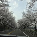 소로3-29 | 하동 화개장터 벚꽃 후기 (3월 29일 일요일 방문)