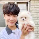 더독스 강아지분양 서울 이미지