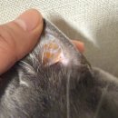 태일동물치과병원 이미지