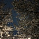 장안1제방 | 50년 된 왕벚나무가 빚어낸 오색빛 아치형 벚꽃 터널 - 서울 벚꽃 명소 동대문구 중랑천 장안벚꽃길