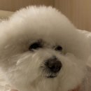 파리봉강아지미용실 이미지