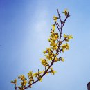 이랴이랴 이미지