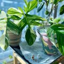 반려식물 다육토분 | [식물] 토분 추천 | 가르니에·그로브팟·누아누아팟 사용 솔직 후기