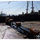 부산오징어 이미지