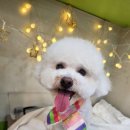 도도한강아지 이미지