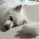 방배로15길 38 | [일상] 용산맛집 남영돈 주말 웨이팅😋 / 쿠지 커피 로스터스 방배☕️ / 용가회전훠궈 건대점 찐후기...