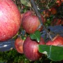 해풍농장 이미지