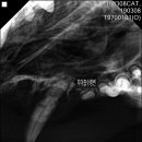 대천동물병원 이미지