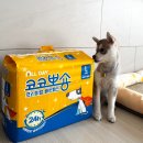 뽀숑 - 시흥시 목감중앙로 53 | 강아지배변패드 추천 하루한장배변패드 코코뽀숑올데이 솔직후기