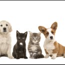 개와 고양이 이미지