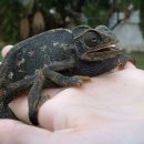 카멜레온 이미지