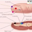 EDGE네일 이미지