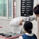 개인정애견샵 이미지