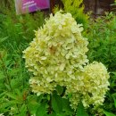 화정벌의원 이미지