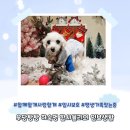함께할개사랑할개 이미지
