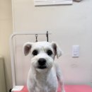 프롬율무 이미지