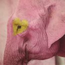 김창겸 | 「창원」 진해 전시 : 멸종위기동물 특별전 <우리에게 남을 것은 사랑이야> | 속천동 슬로우오븐