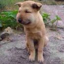 벌집 이미지