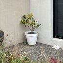 마이리틀아일랜드 이미지