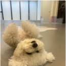 반려담애견유치원 이미지