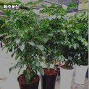 창조꽃집 이미지