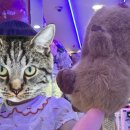 X TOP 오락실 이미지