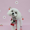 가치있개 이미지