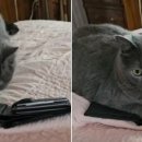 바다냥이네 이미지