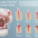 암사동물병원 이미지