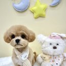 애견친구 이미지