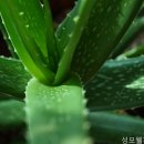 웰피부과의원 네이버블로그