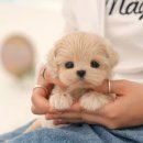 강아지고양이 미유펫 청주점 | 안동강아지분양 처음인데 믿음이 갔던 미유펫