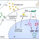 간암의 주원인 &#39;B형 간염바이러스&#39; 제거하는 단백질 발굴 이미지