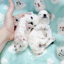 개맘대로 이미지