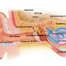 소리귀보청기 이미지