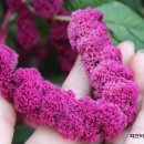 정옥순농장 이미지