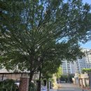 대구북부소방서 앞 | 대구 북부소방서 담장 민원위험목 가지제거 스카이크레인 전지