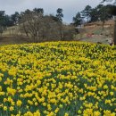 구만농장 | [전남 구례] 구례 가볼만한곳 1티어 지리산 치즈랜드 유채꽃 피크닉 후기