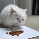 페르시안캣 | 기호성 좋은 고양이 사료 플래티넘 미트 크리스프 캣 급여 후기