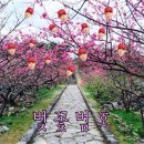 벚꽃플러스 이미지
