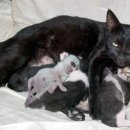 고양이 - 태백시 황지로 137 | 고양이