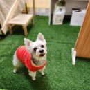 댕냥테라피 | 울산 반려동물 강아지 고양이 목욕 스파 전문 마사지 전문으로 피로 케어 &#39;댕냥테라피&#39;