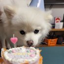 댕금님표 수제간식 이미지