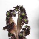 향기나무 이미지