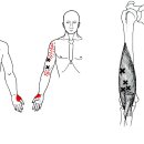 상완근 Brachialis 이미지