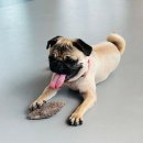 오마이랜드부산 | [명지 카페] 부산 강서구 애견동반 '오마이구미'