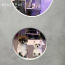 퍼피팸퍼 | 강남구 자곡동 미용실 퍼피팸퍼 위치 업체정보