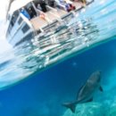 그레이트 팜 이미지